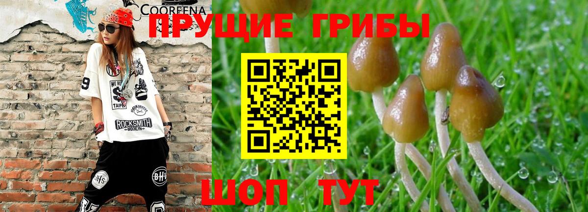 Галлюциногенные грибы Psilocybe Якутск